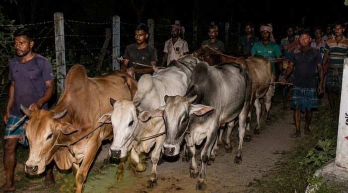 ঈদকে সামনে রেখে কসবা সীমান্তে ভারতীয় গরুর চোরাচালান বৃদ্ধি, দুশ্চিন্তায় দেশীয় খামারিরা