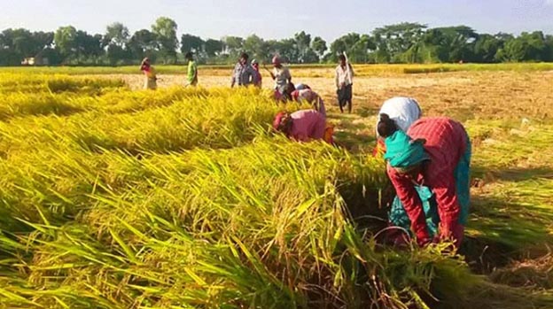 কসবায় কৃষকদের দ্রুত ধান কাটার নির্দেশ