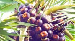 কসবায় হারিয়ে যাচ্ছে গ্রাম বাংলার পাকা তাল, হুমকিতে ঐতিহ্য, জীববৈচিত্র্য ও অর্থনীতি