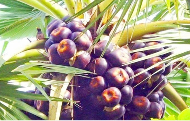 কসবায় হারিয়ে যাচ্ছে গ্রাম বাংলার পাকা তাল, হুমকিতে ঐতিহ্য, জীববৈচিত্র্য ও অর্থনীতি