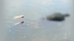 ধানমন্ডি লেক থেকে ভাসমান লাশ উদ্ধার