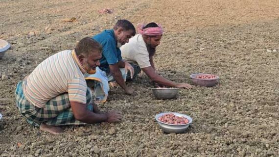 ১ হাজার ৫০টাকার সার ১৬০০টাকায়ও মিলছেনা, অনিশ্চয়তায় পেঁয়াজ চাষ