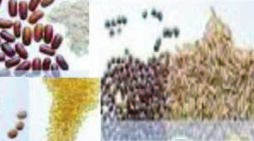 বিশ্ব খাদ্য দিবস উদযাপন এবং এই দিবসের তাৎপর্য
