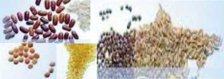 বিশ্ব খাদ্য দিবস উদযাপন এবং এই দিবসের তাৎপর্য